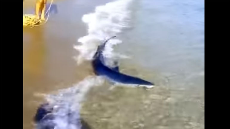 Το κήτος βγήκε στη… στεριά